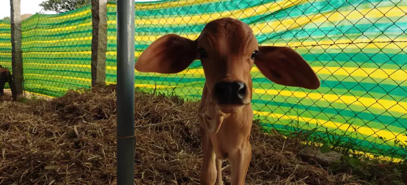 Native Ongole calf at Kotha Agro Farm Yacharam, raised on organic pastures near Hyderabad.