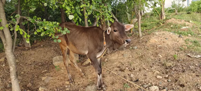 A young A2 calf resting in the shade of trees in a natural pasture at our Hyderabad farm.