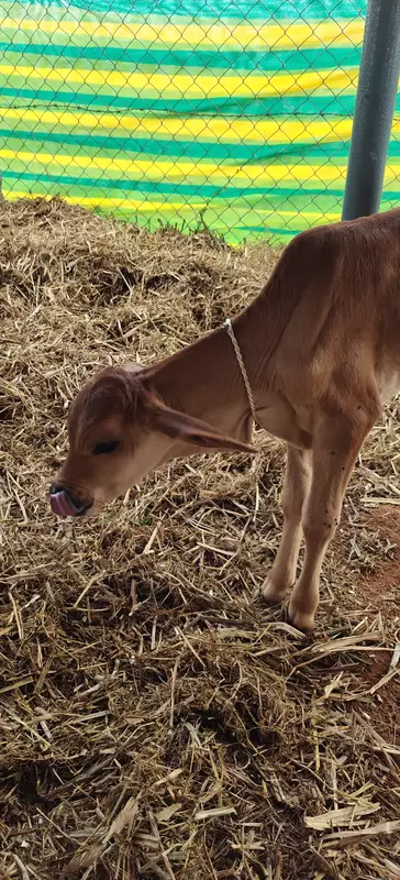 A healthy A2 calf resting comfortably on soft, clean straw bedding at our ethical farm in Hyderabad.