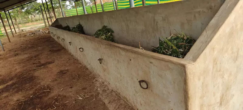 Natural green fodder for our cows, ensuring high-quality milk production without hormones.