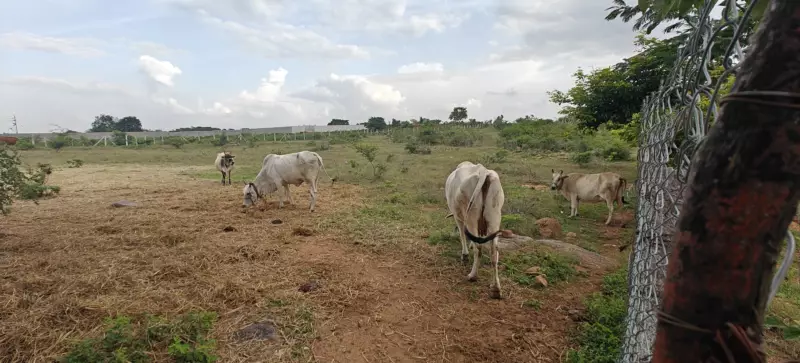 Several of our A2 cows grazing peacefully in a lush green field in Hyderabad.