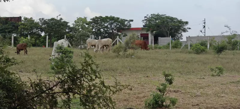A wide view of the pastures at Kotha Agro Farm where our cows graze freely.