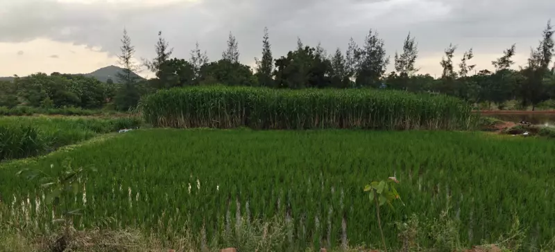 Organic Super Napier grass grown at Kotha Farms to ensure chemical-free A2 milk.