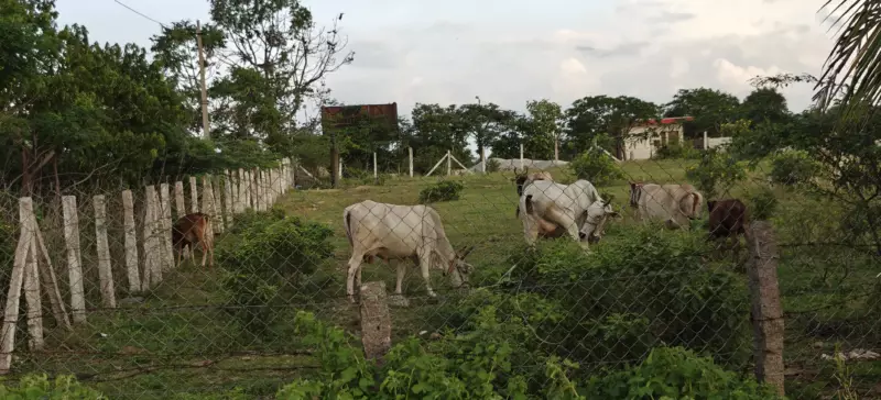 Our herd of native A2 cows grazing freely on a lush green hillside at our organic farm in Hyderabad.